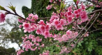 まだまだ寒い日が続いてますが、桜がポツポツ咲きはじめてます。もう春間近ですね