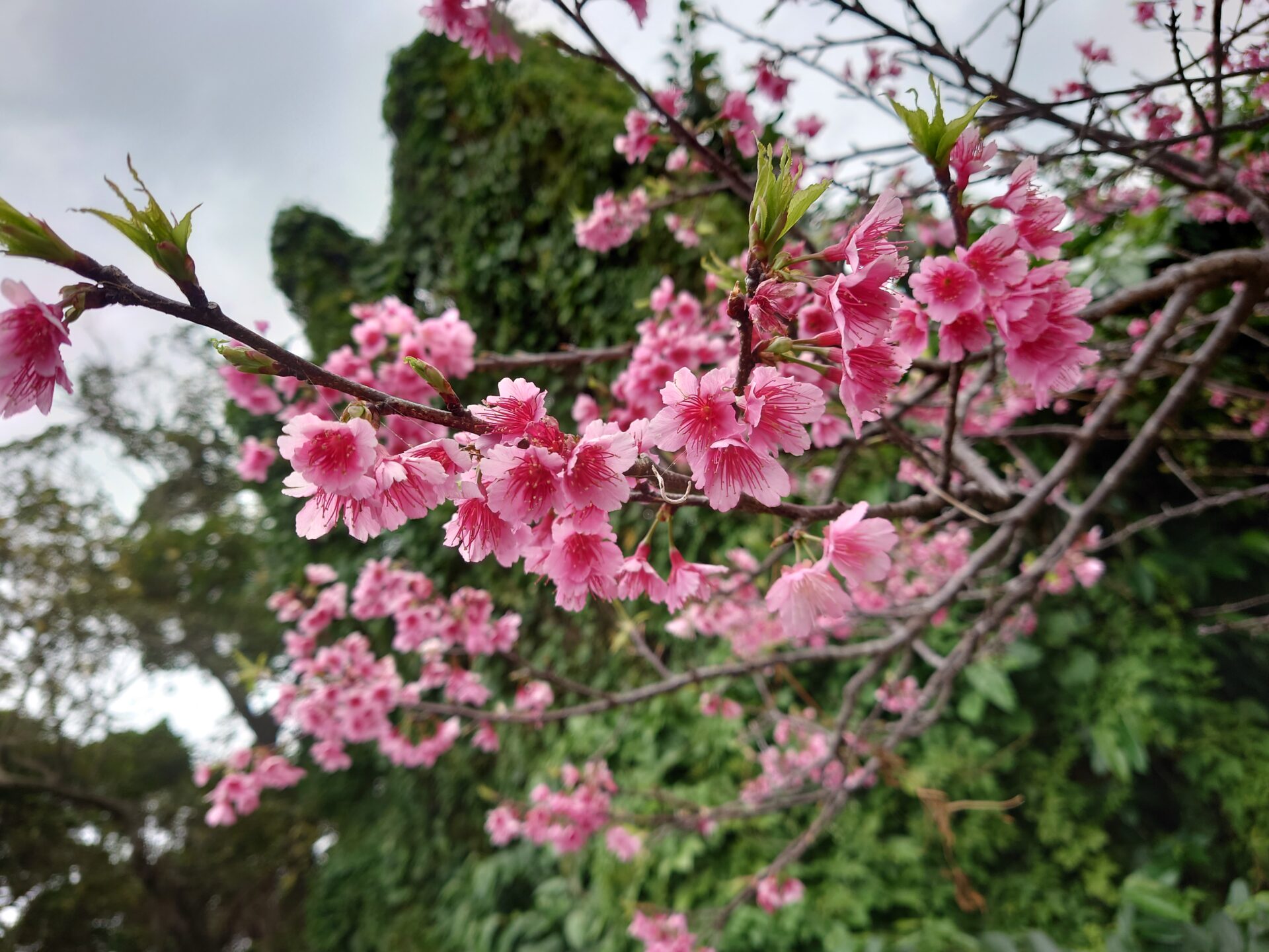 まだまだ寒い日が続いてますが、桜がポツポツ咲きはじめてます。もう春間近ですね