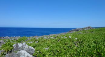 台風があけ、夏の兆しをみせる沖縄は梅雨の雲も一緒に連れ去ったんじゃないか？とおもう気候です